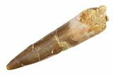 Bargain, Fossil Plesiosaur (Zarafasaura) Tooth - Morocco #297896-1
